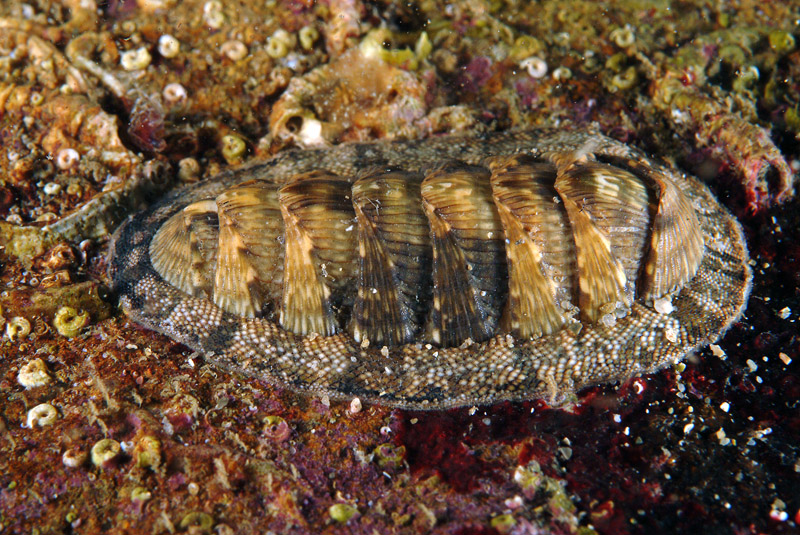 Chiton olivaceus